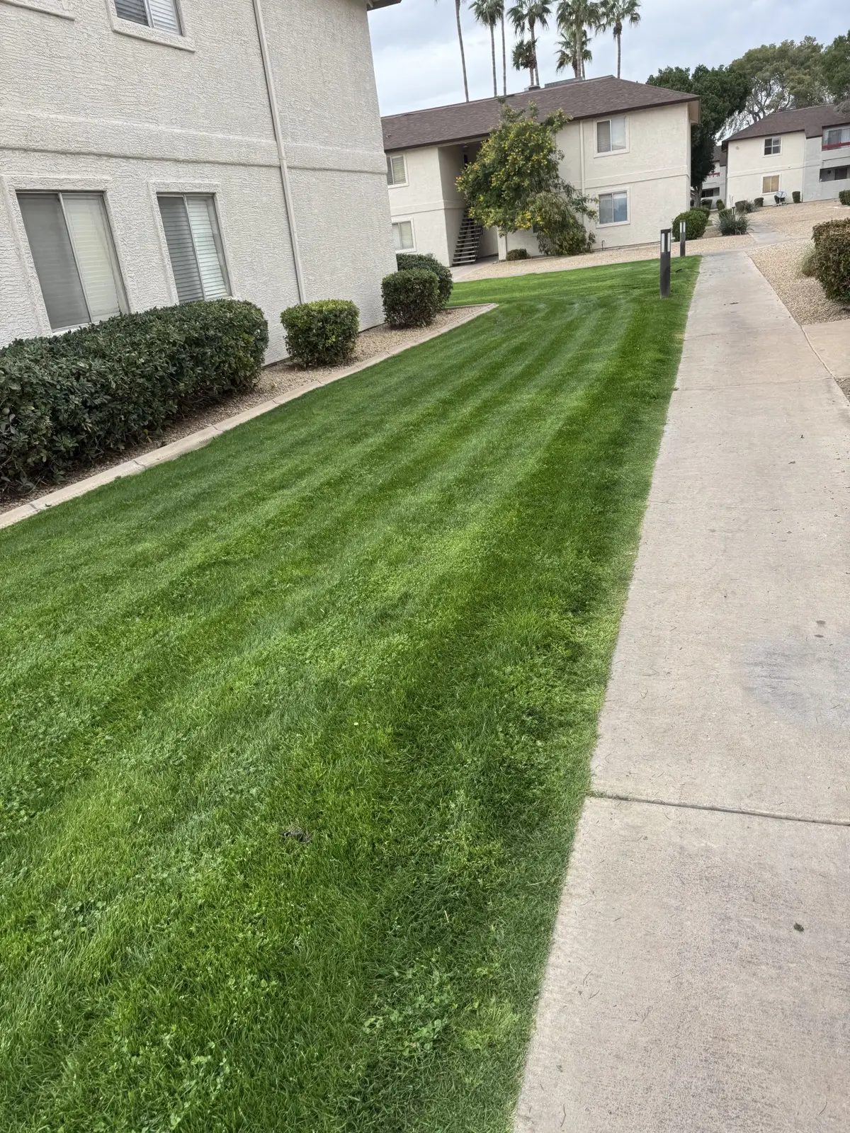 Freshly striped lawn corridor along a residential walkway.