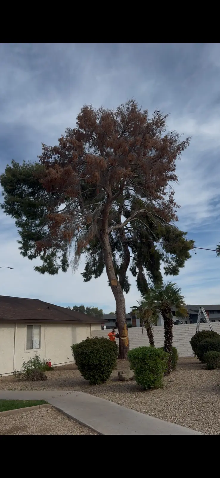 Tree removal project showing elevated trunk cut and cleanup in progress.