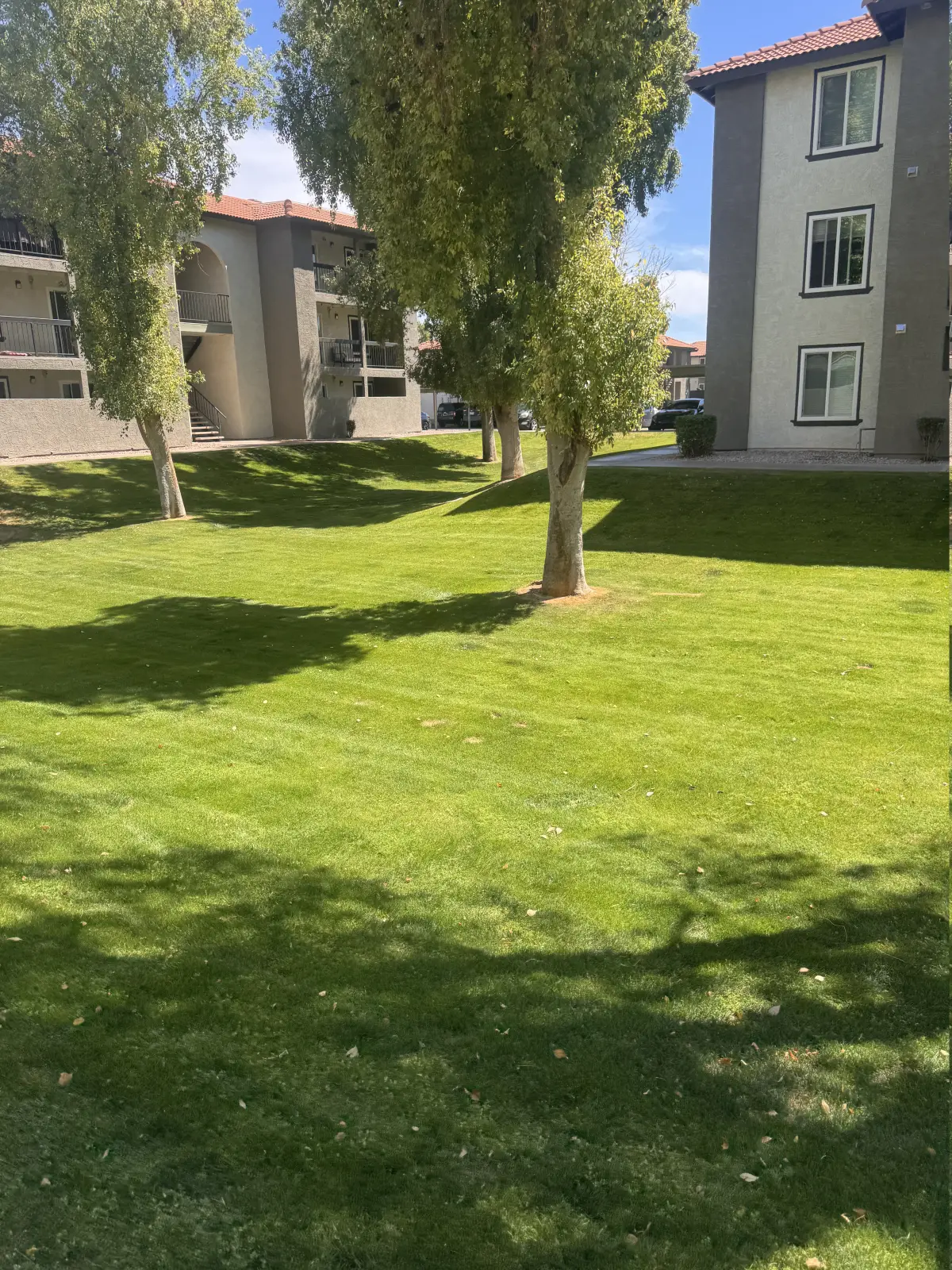 Maintained green lawn with tree canopy across a multifamily residential courtyard.