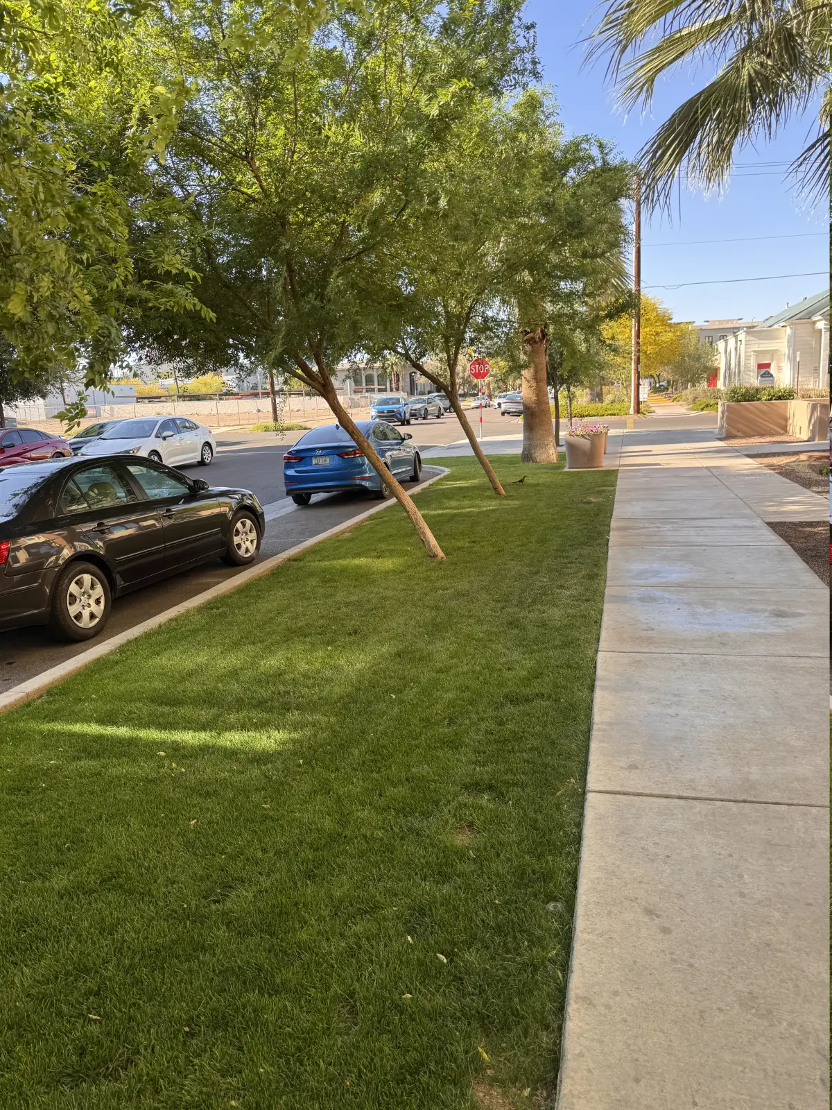 Street-facing turf edge with clean cut lines and maintained tree coverage.